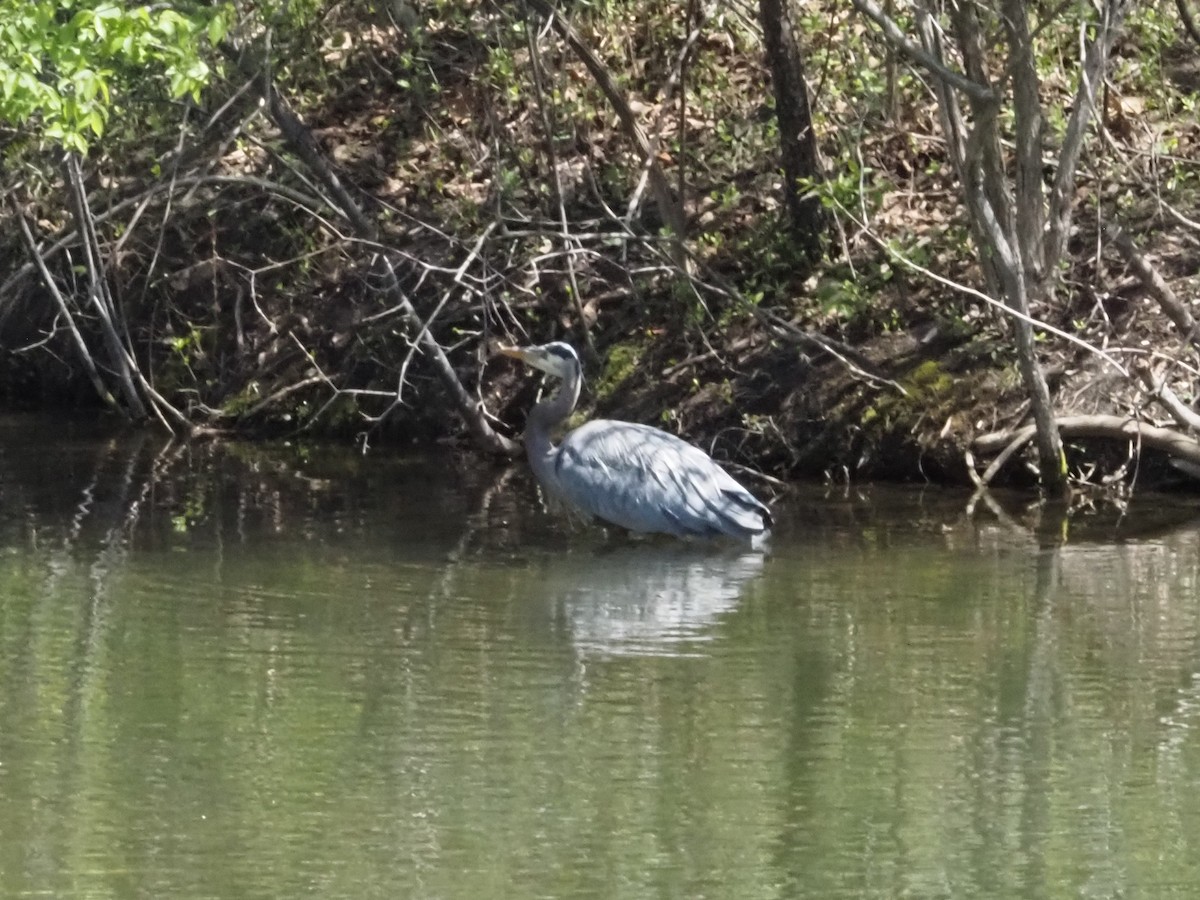 Great Blue Heron - Bob Maddox