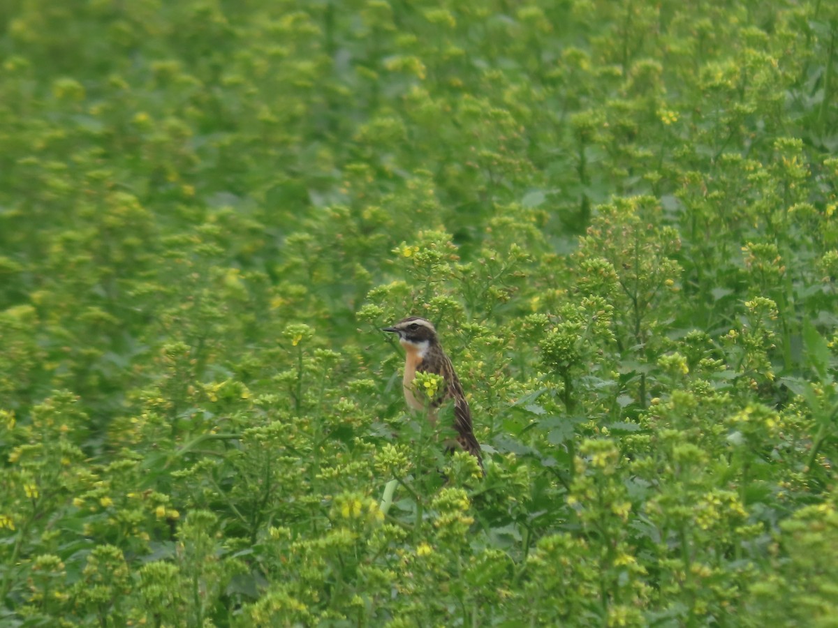 Whinchat - ML618216237