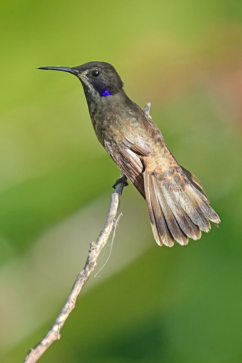 Brown Violetear - Alan Lenk