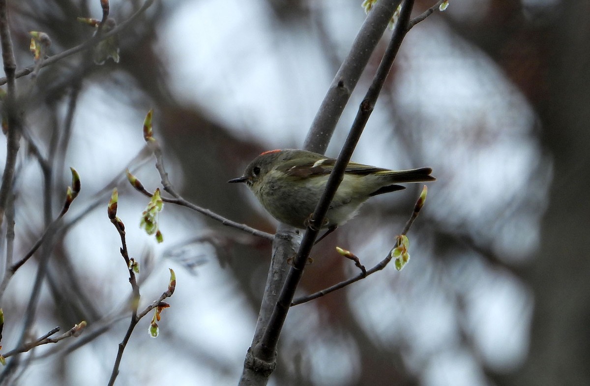 Ruby-crowned Kinglet - Marc Belliard