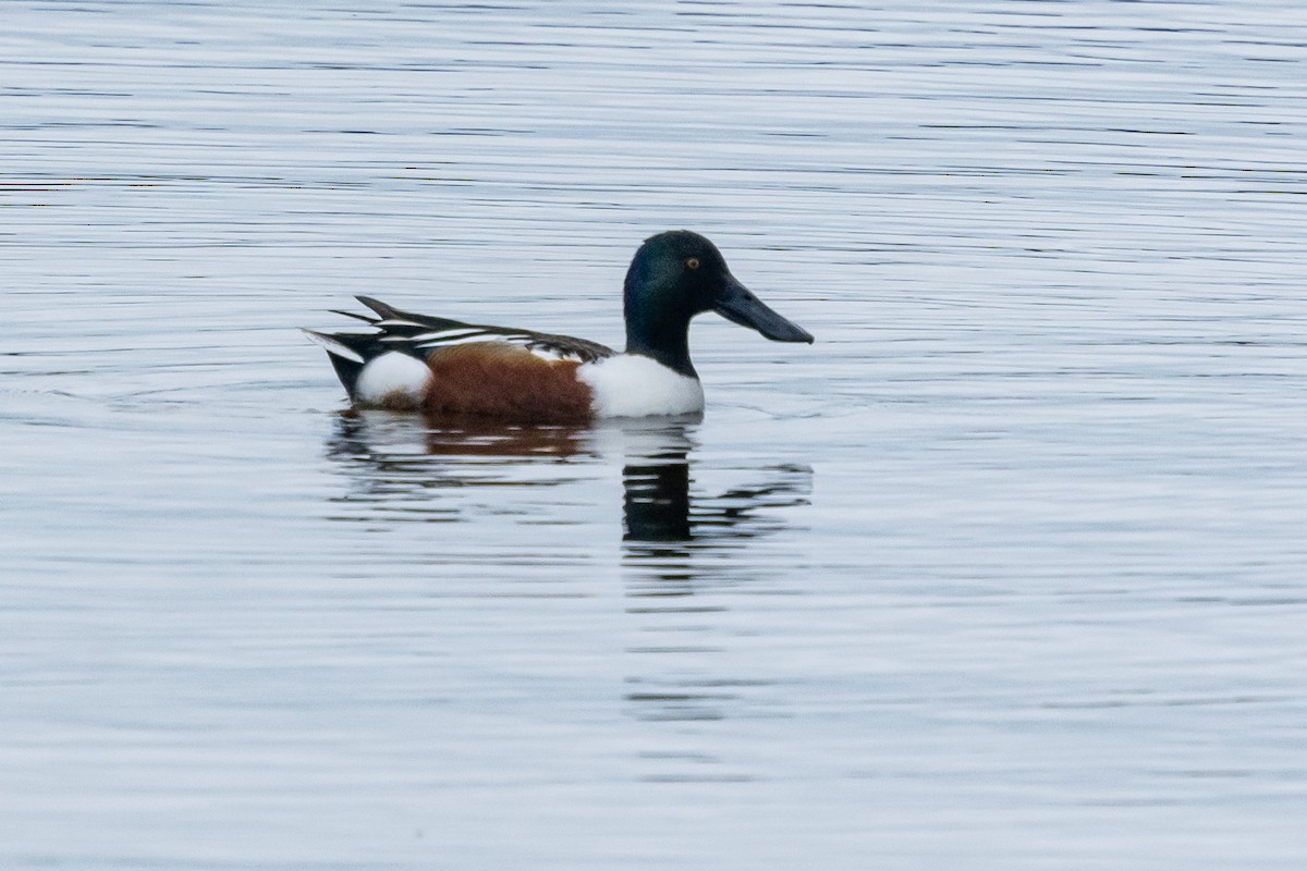 Northern Shoveler - Roy Chatburn