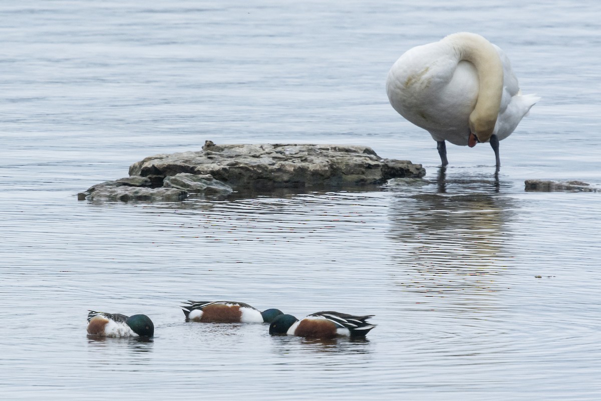 Northern Shoveler - Roy Chatburn