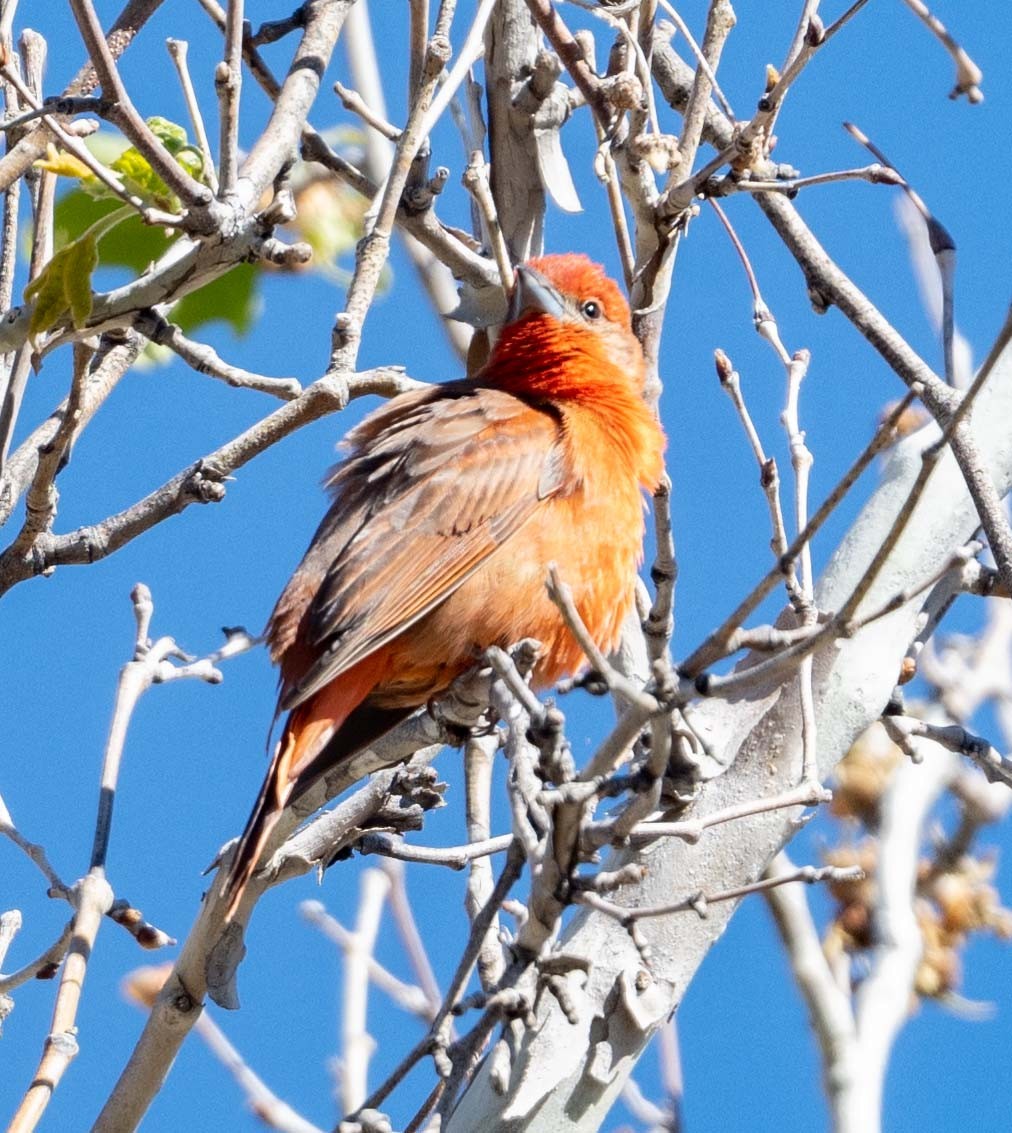 Hepatic Tanager - Eric Kallen