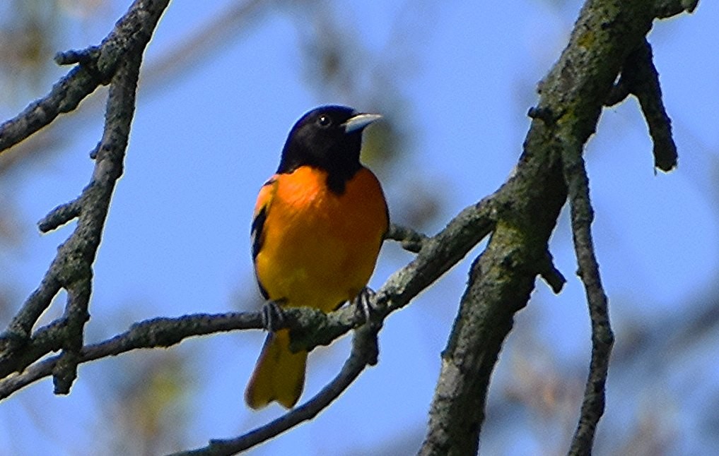 Baltimore Oriole - Scott Jackson