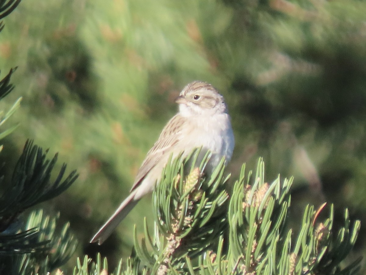 Brewer's Sparrow - Nate Bond