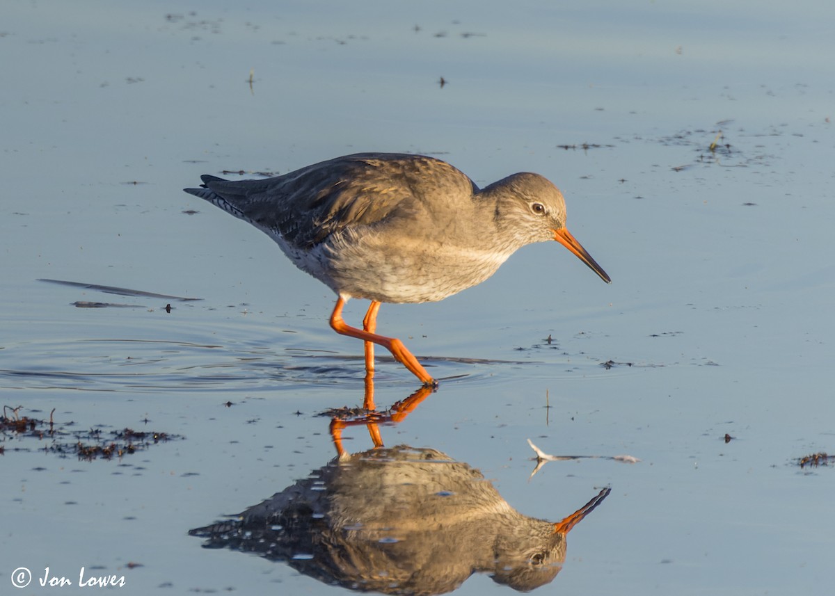 Common Redshank - Jon Lowes