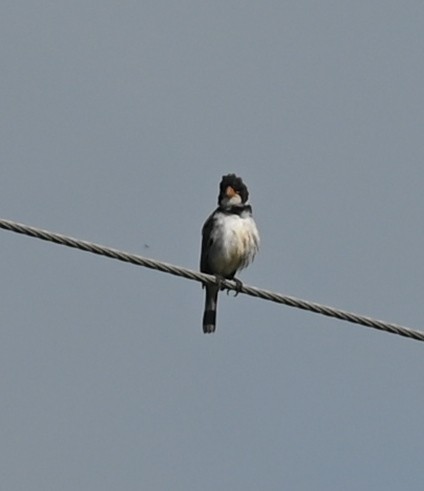 White-throated Seedeater - ML618216289