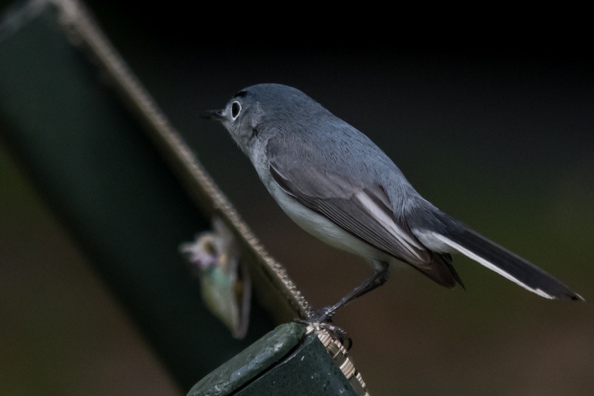 Blue-gray Gnatcatcher - Gabrielle Harrison