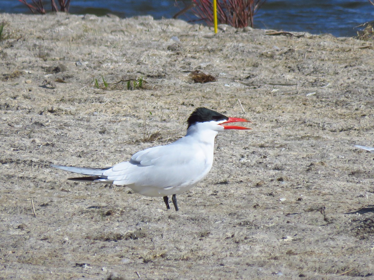 Caspian Tern - Ken Orich