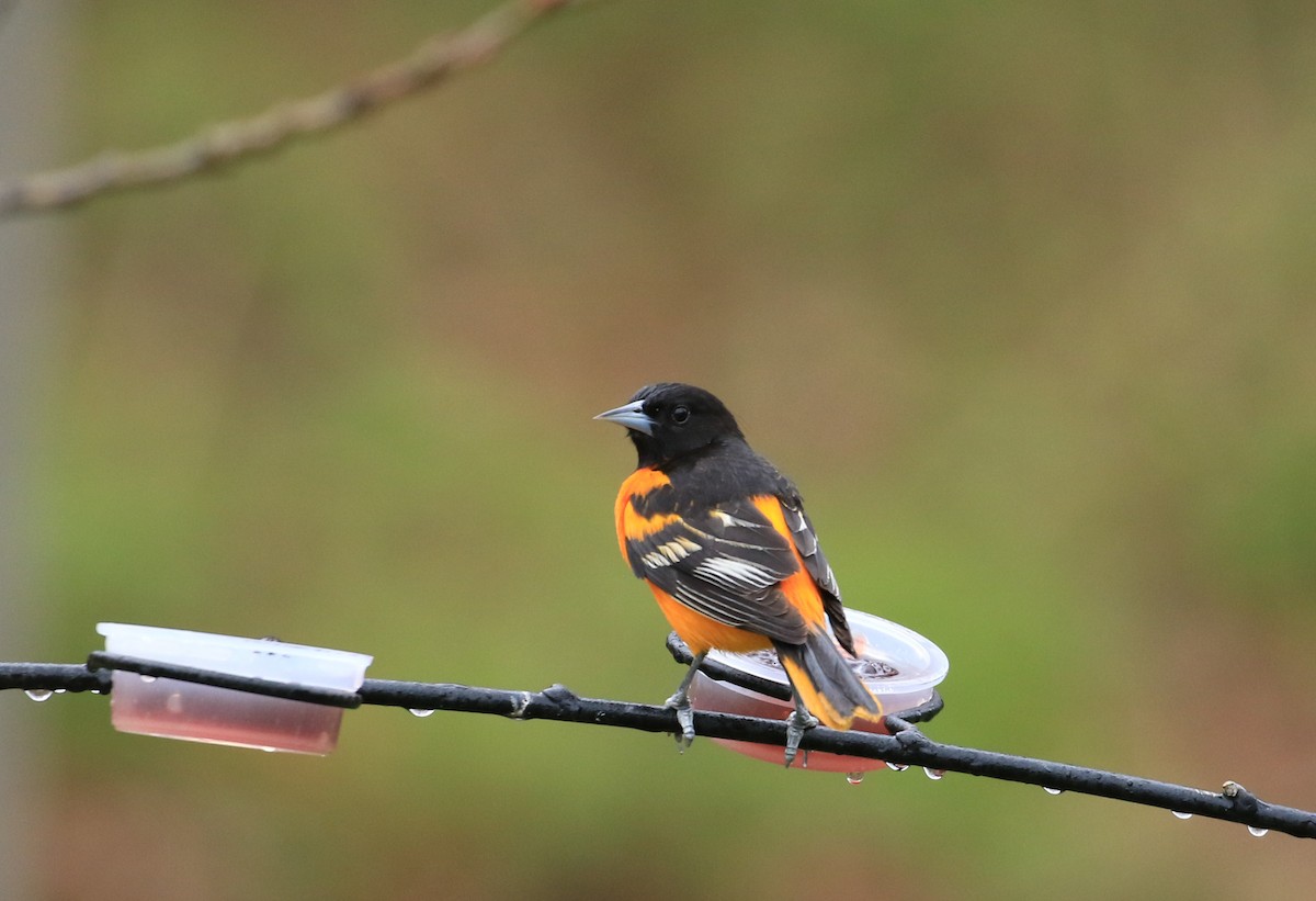 Baltimore Oriole - Robert Dixon