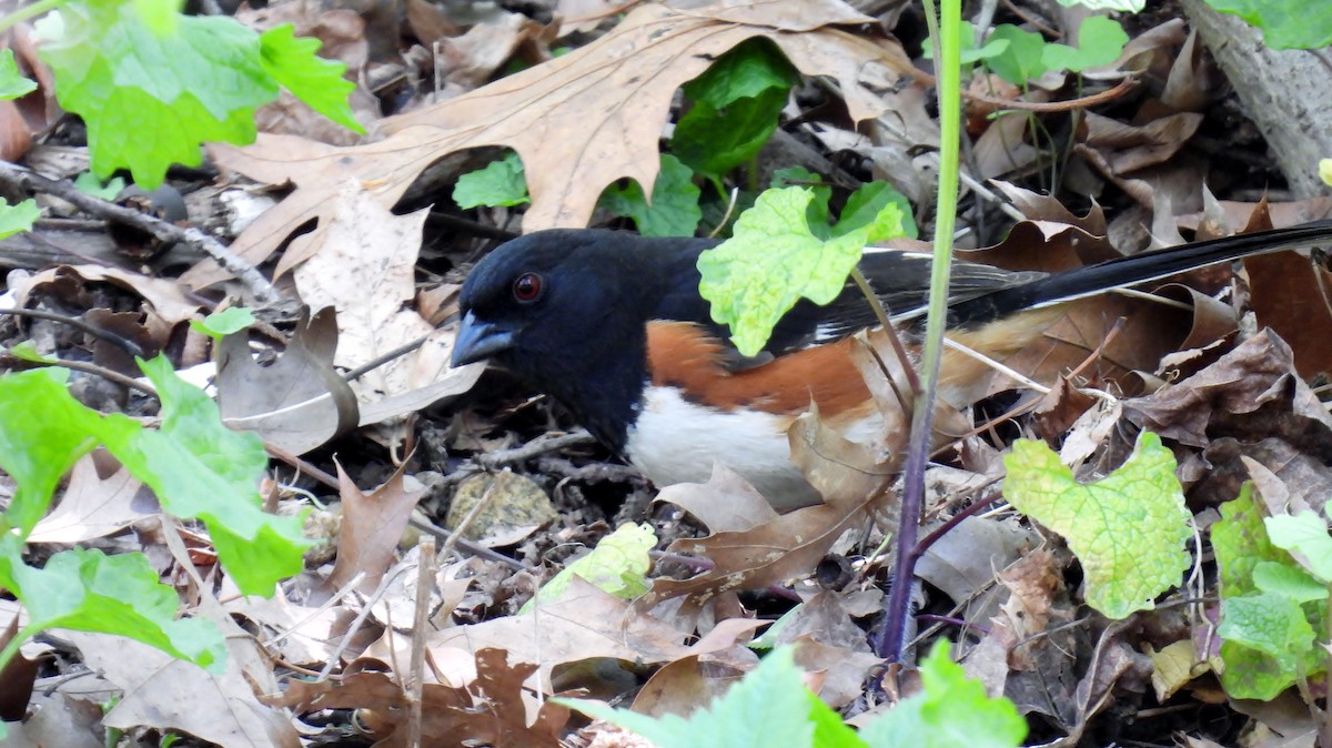 Eastern Towhee - ML618216341