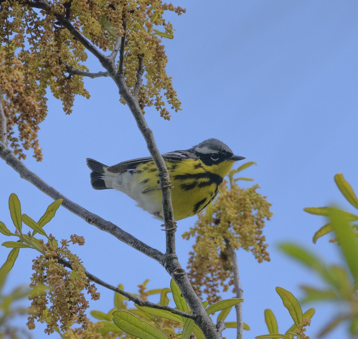 Magnolia Warbler - Franklin Chalk