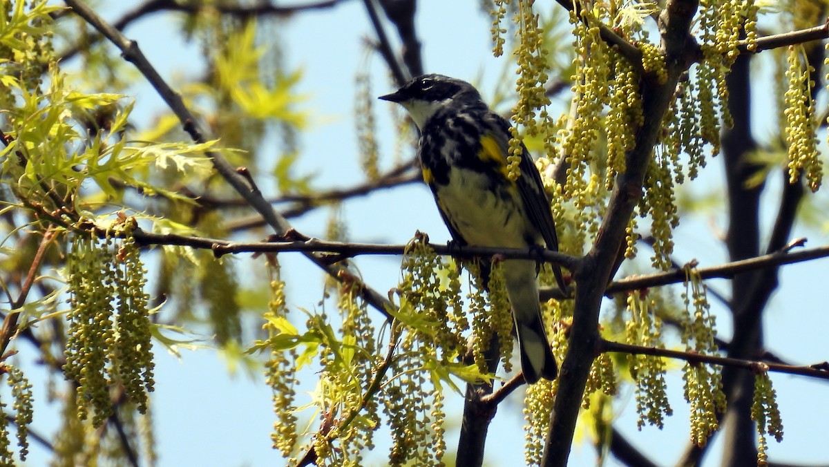 Yellow-rumped Warbler - ML618216353