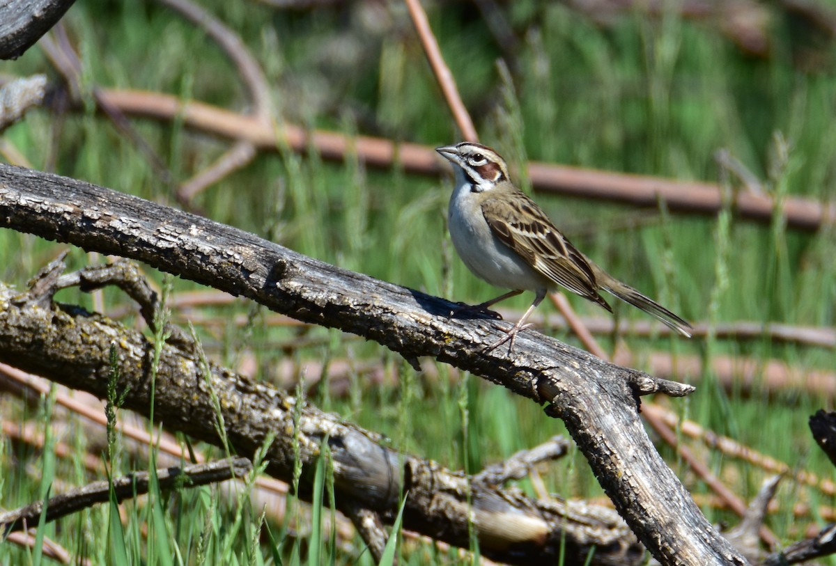 Lark Sparrow - Dean Hester