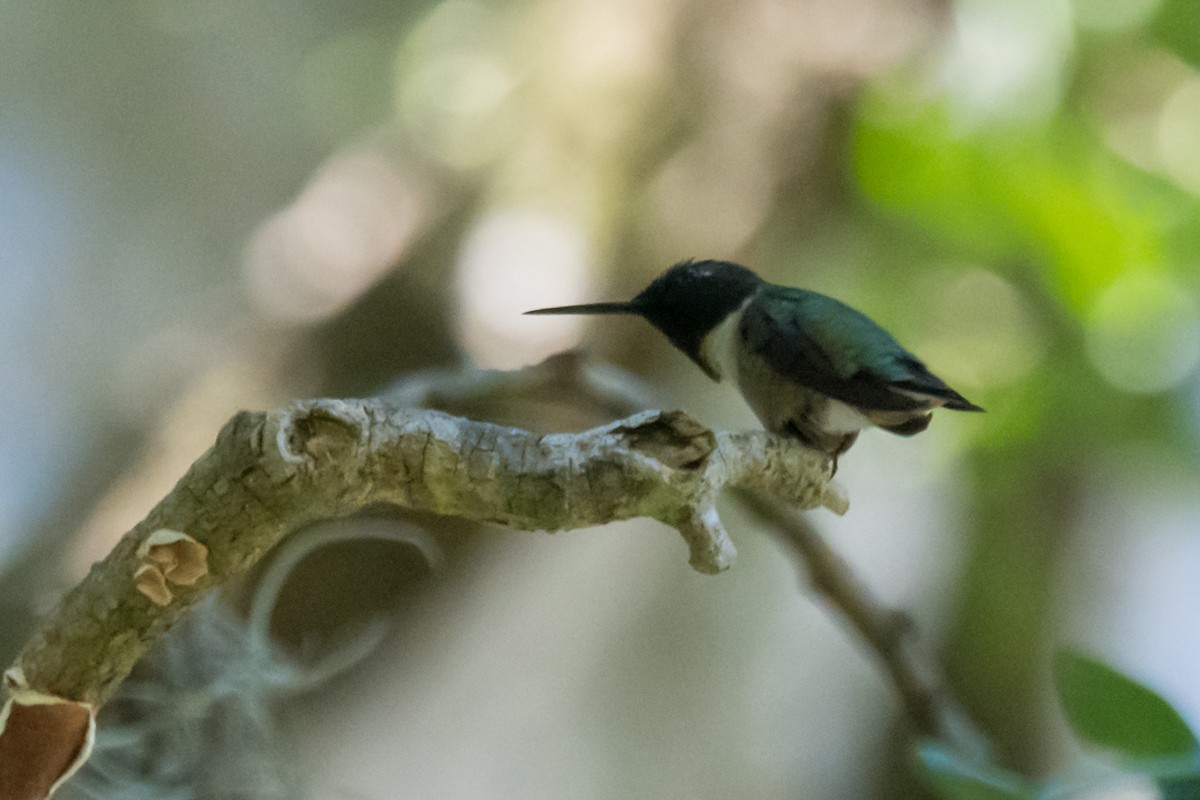 Ruby-throated Hummingbird - Gabrielle Harrison