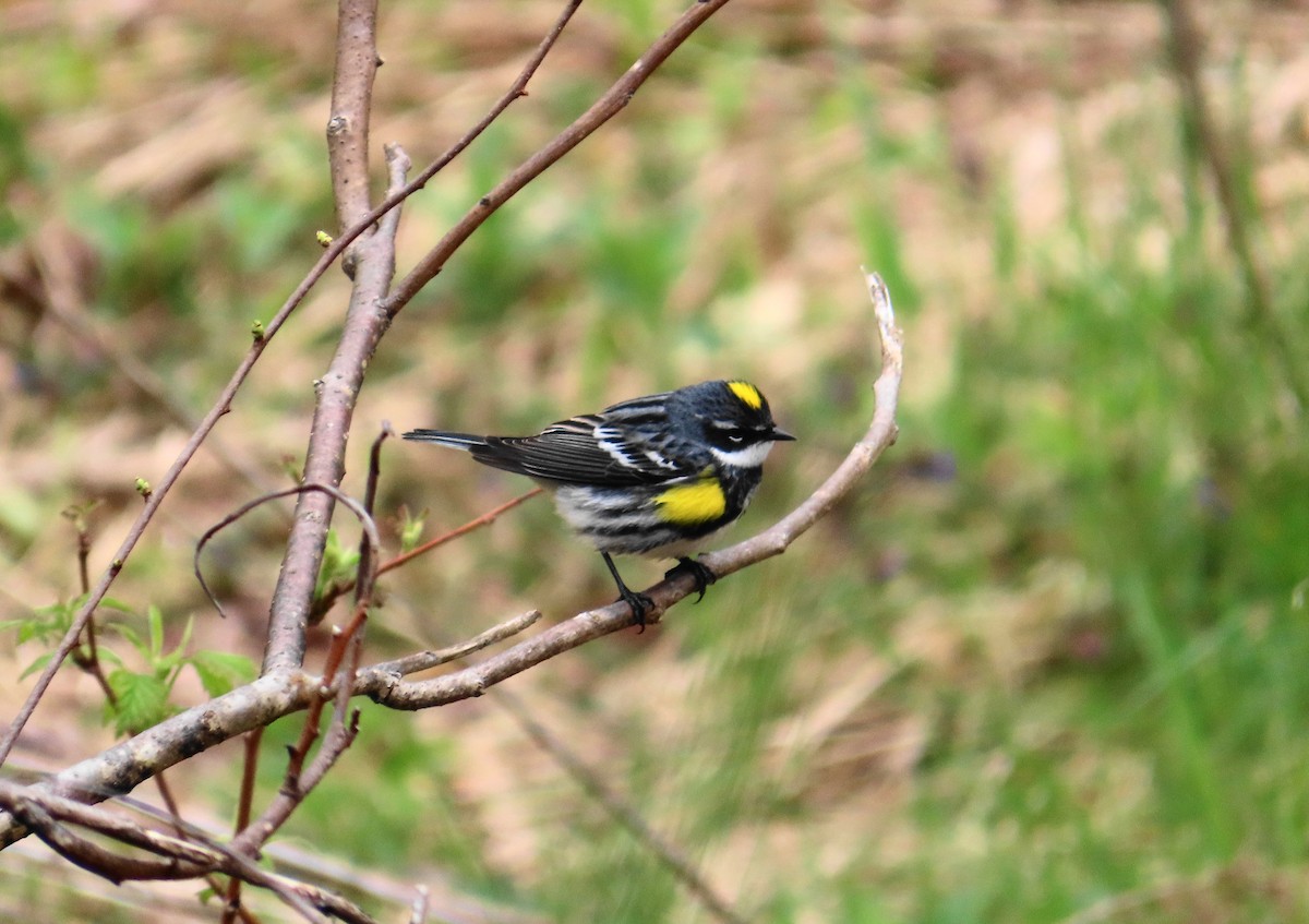 Yellow-rumped Warbler - Ernie LeBlanc