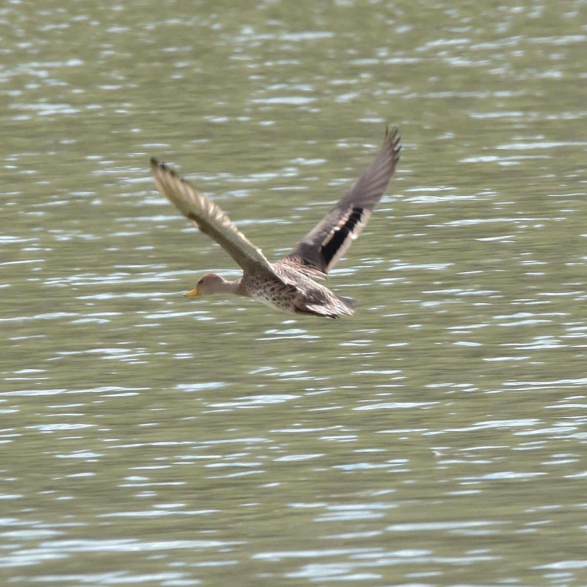 Yellow-billed Pintail - Carlos De Biagi