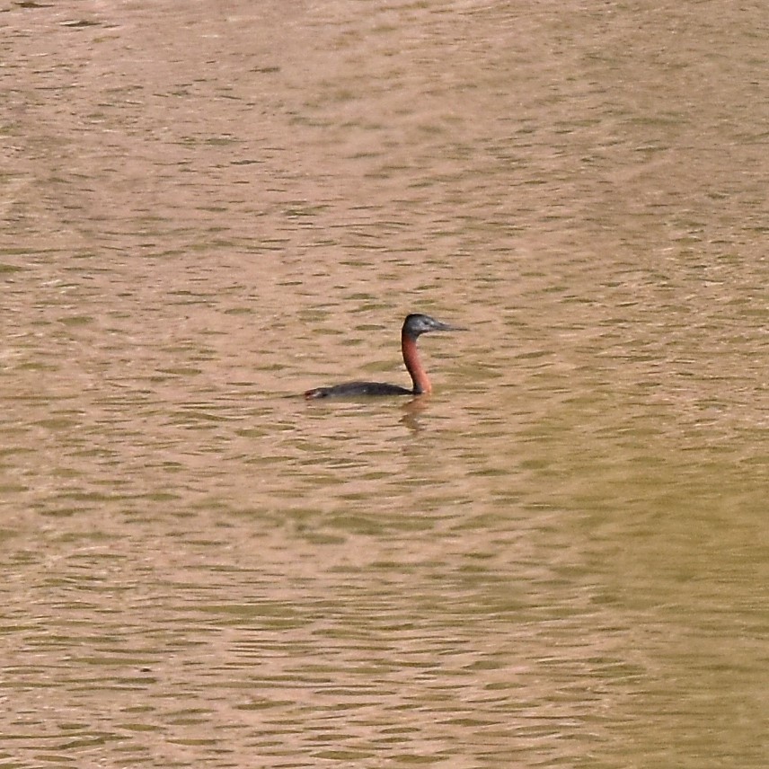 Great Grebe - Carlos De Biagi