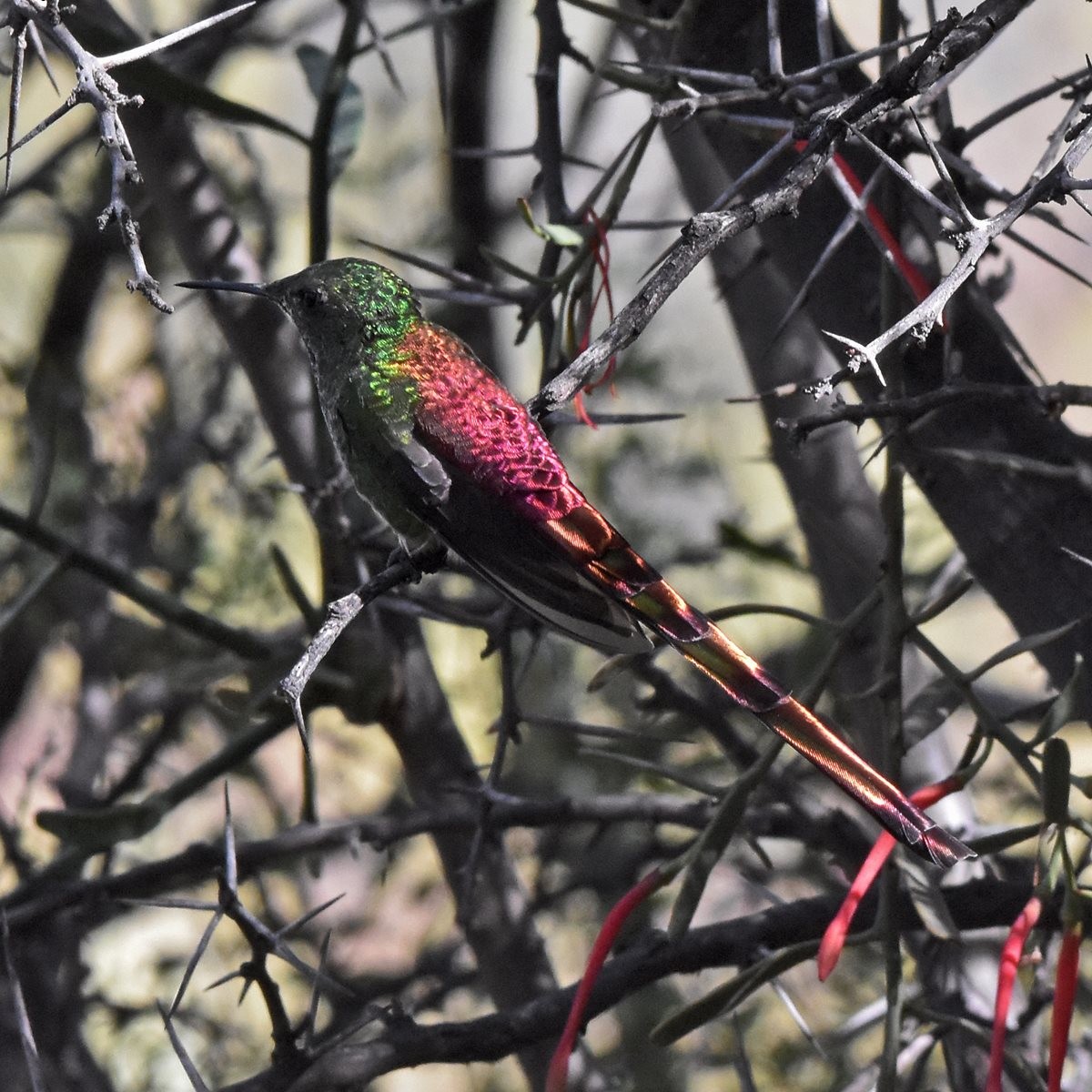 Red-tailed Comet - ML618216411