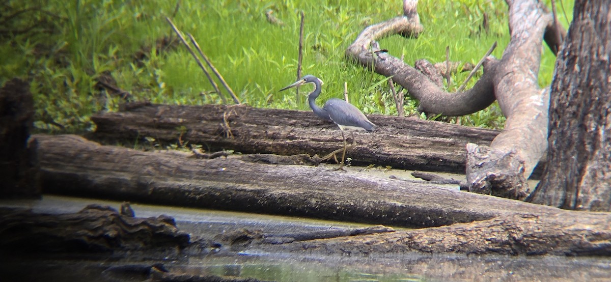 Tricolored Heron - Royce Marcus