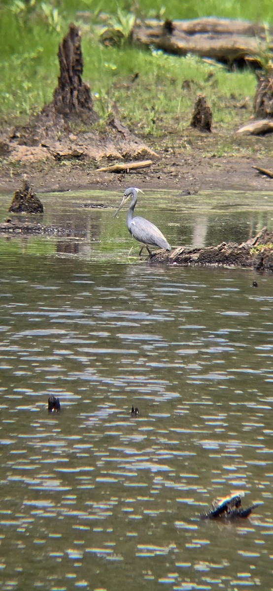 Tricolored Heron - ML618216419