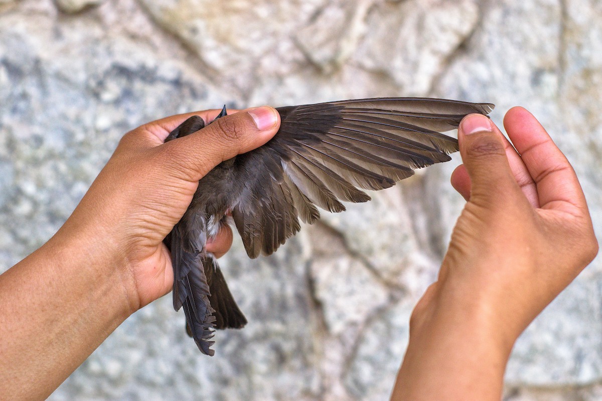 Northern Rough-winged Swallow - ML618216433