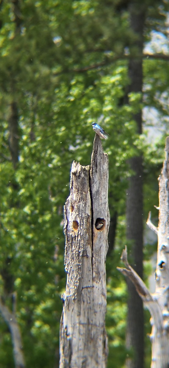 Tree Swallow - ML618216440