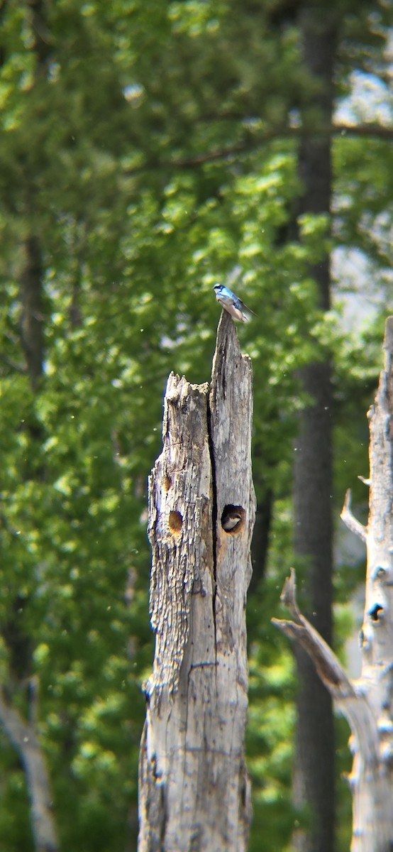 Tree Swallow - Royce Marcus