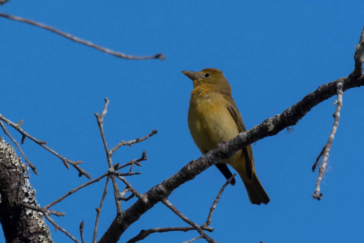 Summer Tanager - Gabrielle Harrison