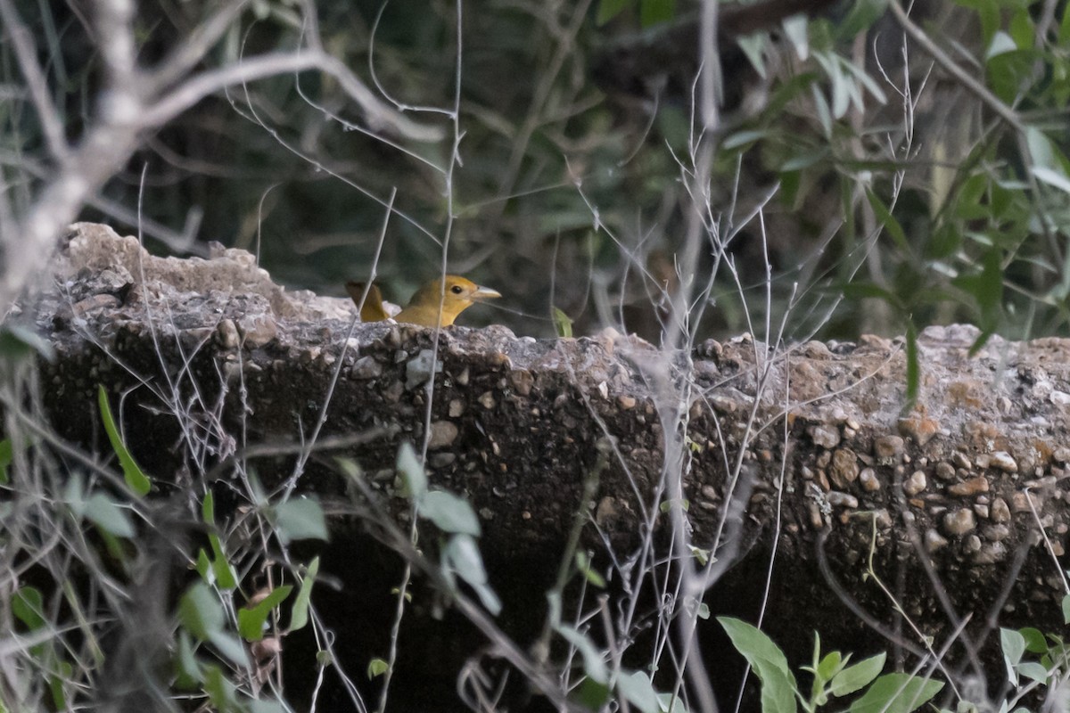 Summer Tanager - Gabrielle Harrison