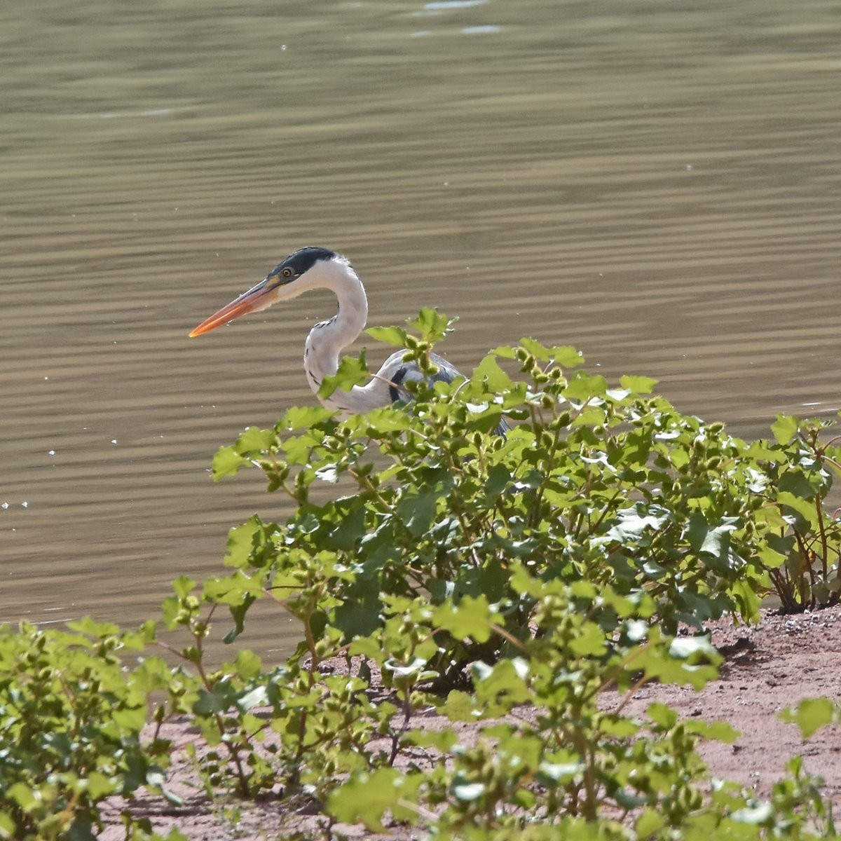 Cocoi Heron - Carlos De Biagi