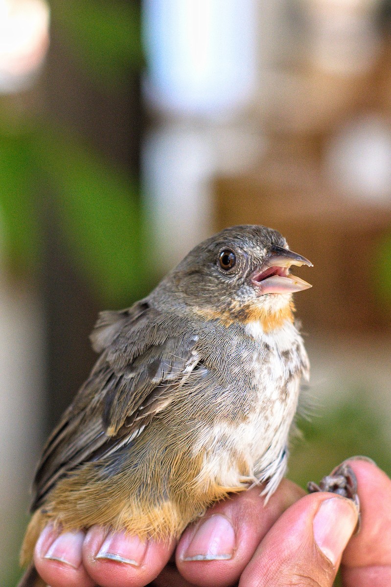 White-throated Towhee - ML618216485