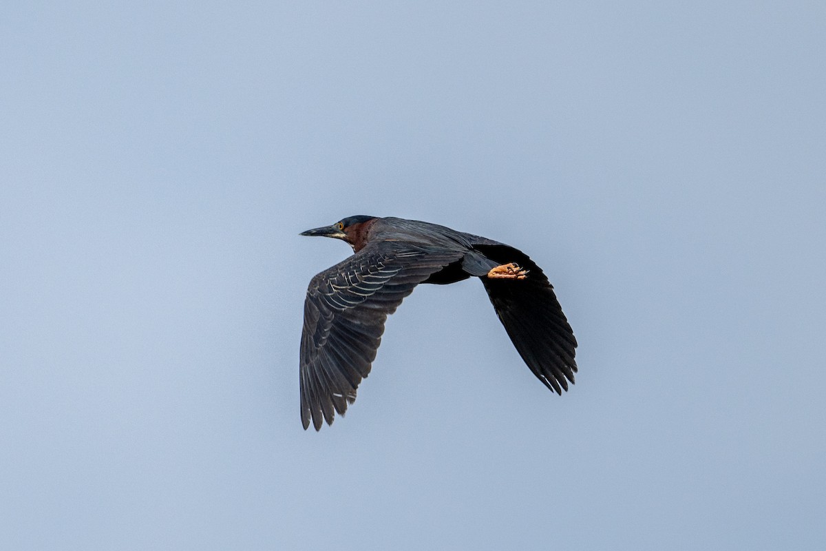 Green Heron - Joe Mahaffey