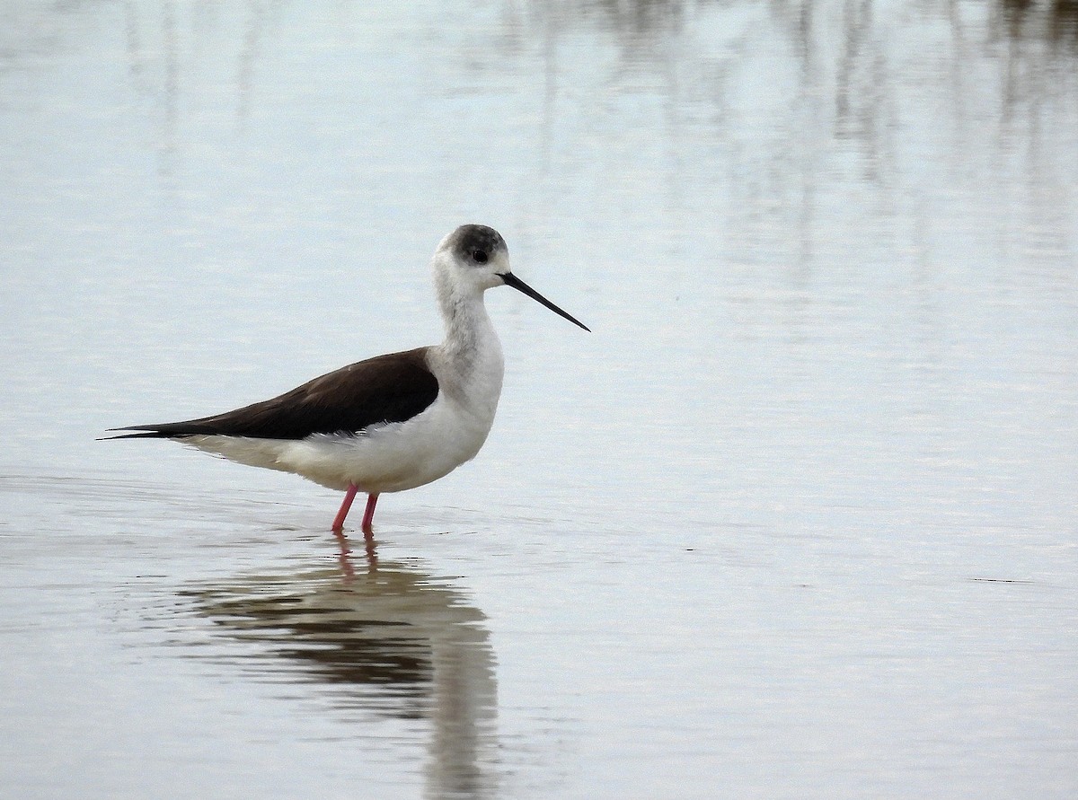 Black-winged Stilt - Alfonso Rodrigo