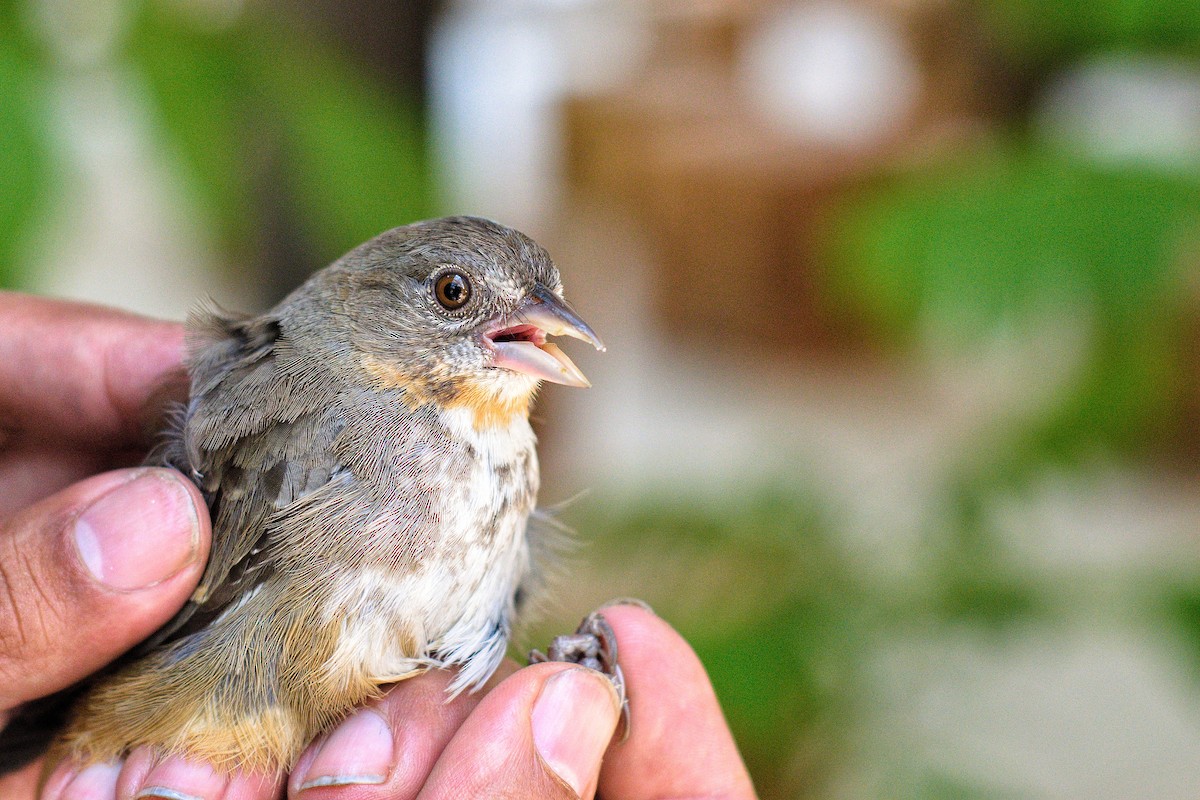 White-throated Towhee - ML618216494