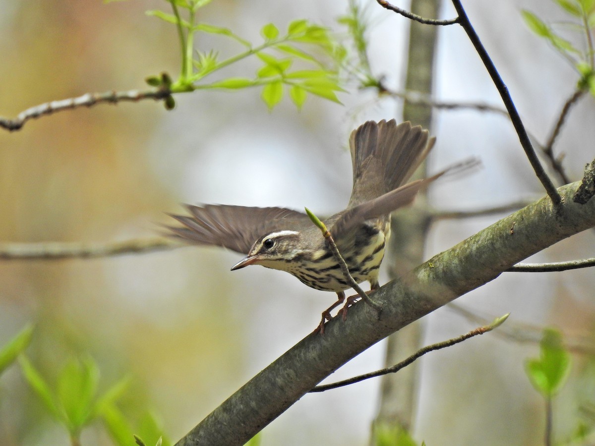 Louisiana Waterthrush - Jeff Goff