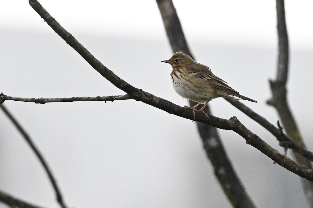 Tree Pipit - ML618216502