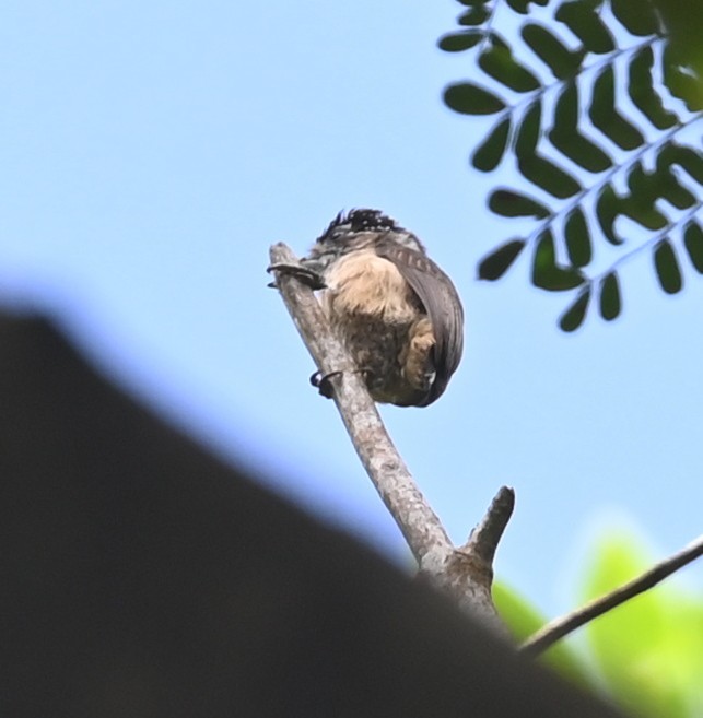 Ochraceous Piculet - Geoff Carpentier