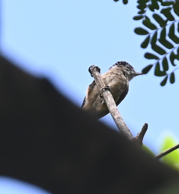 Ochraceous Piculet - Geoff Carpentier