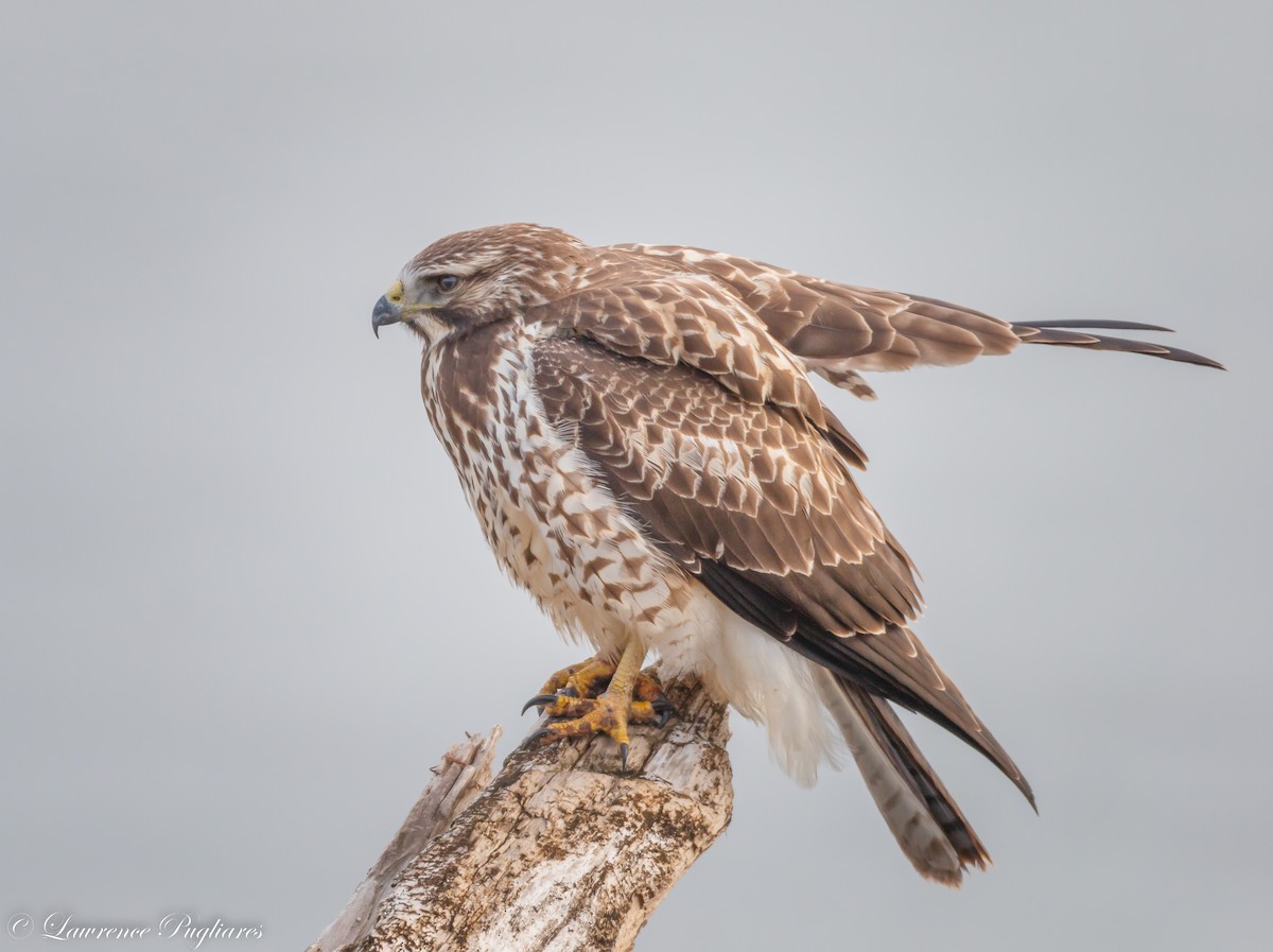 Swainson's Hawk - ML618216514