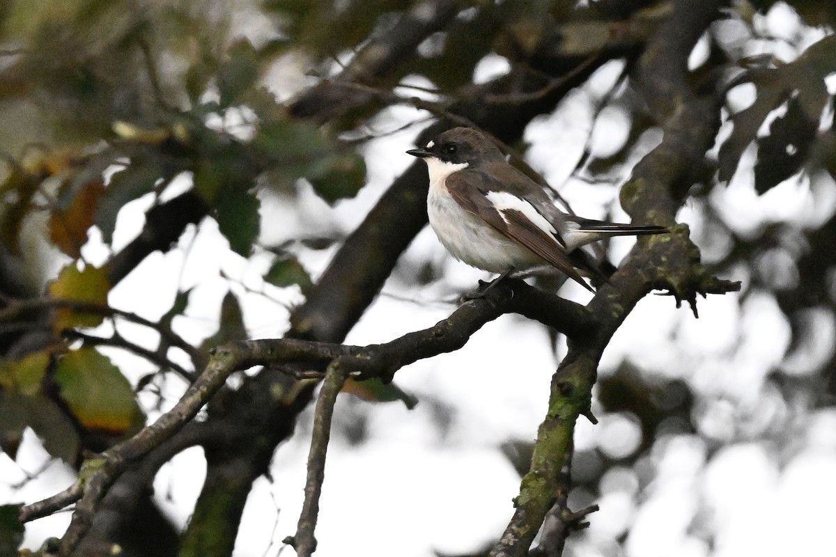 European Pied Flycatcher - ML618216517