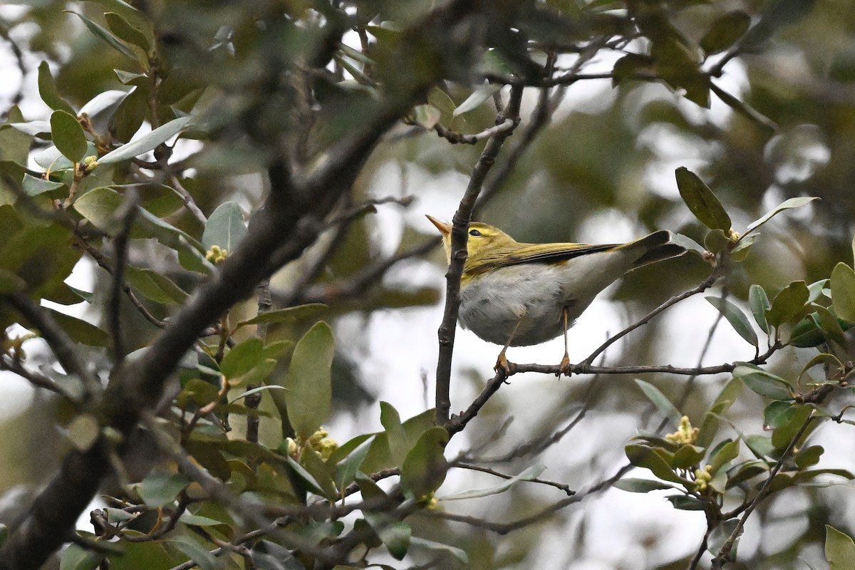 Wood Warbler - ML618216530