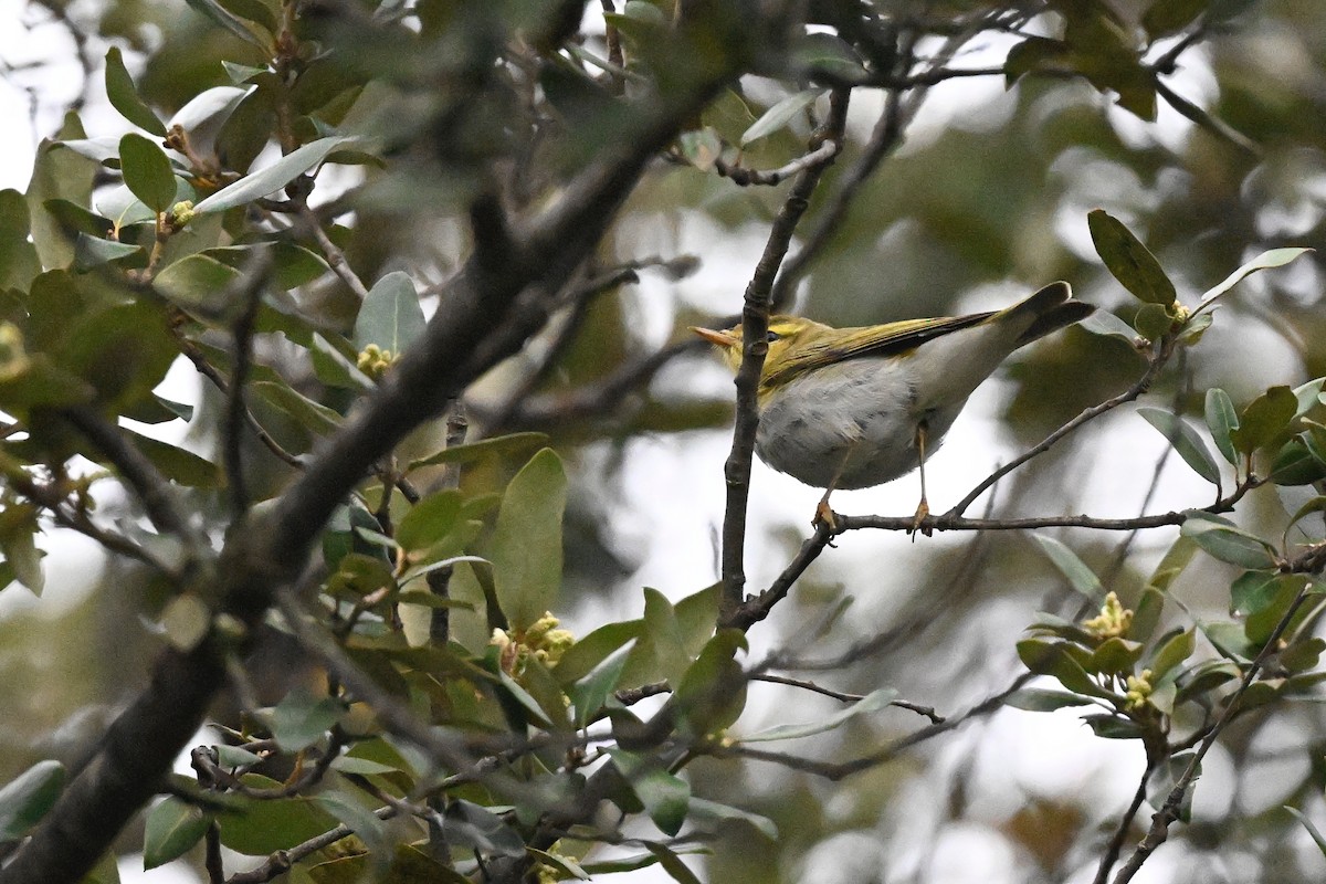 Wood Warbler - ML618216531