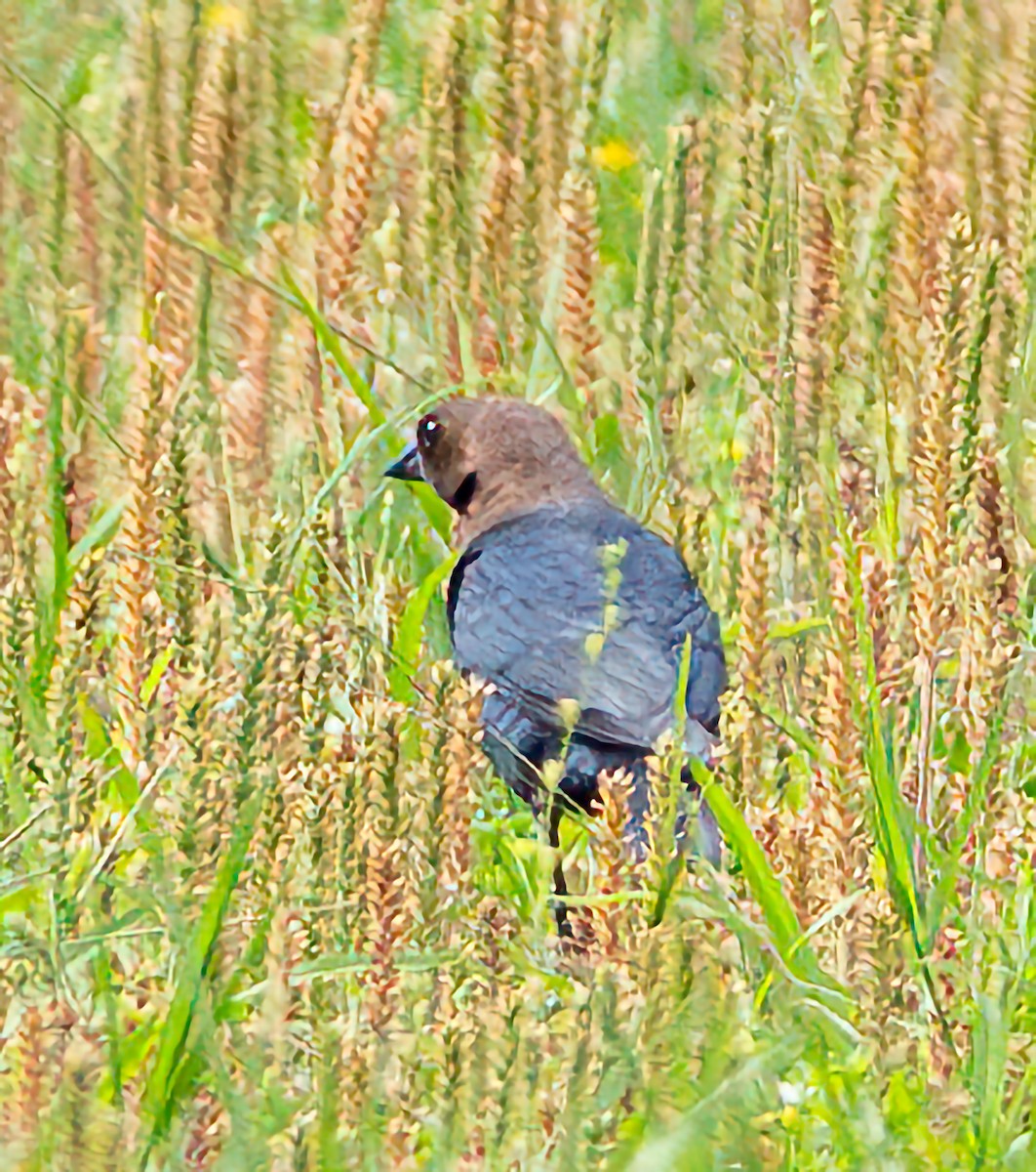 Brown-headed Cowbird - Mary-Rose Hoang