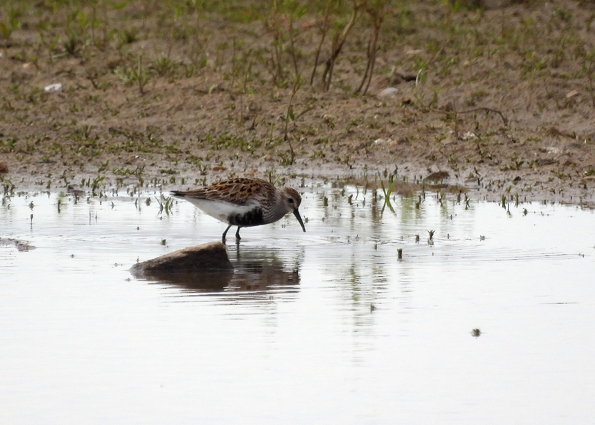 Dunlin (schinzii) - Alfonso Rodrigo