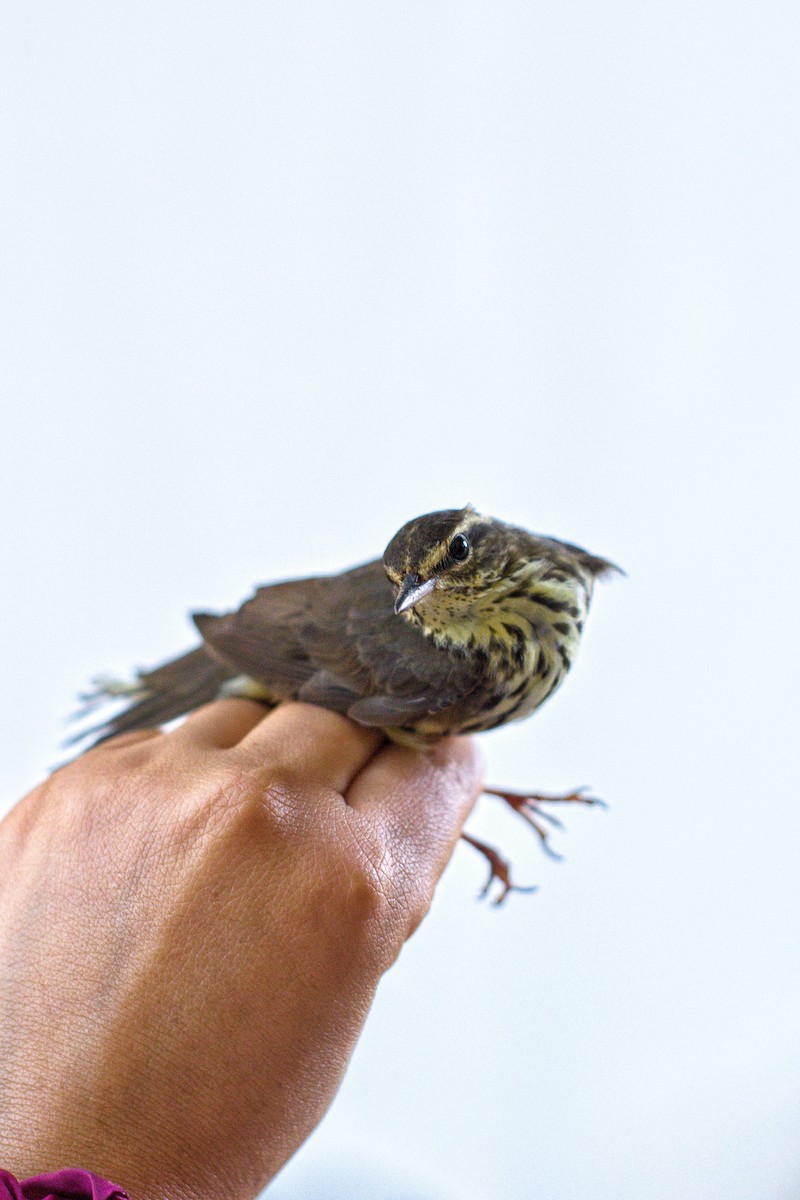 Northern Waterthrush - Ángel Mata