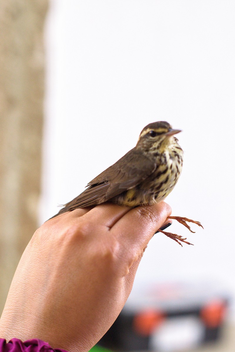 Northern Waterthrush - Ángel Mata