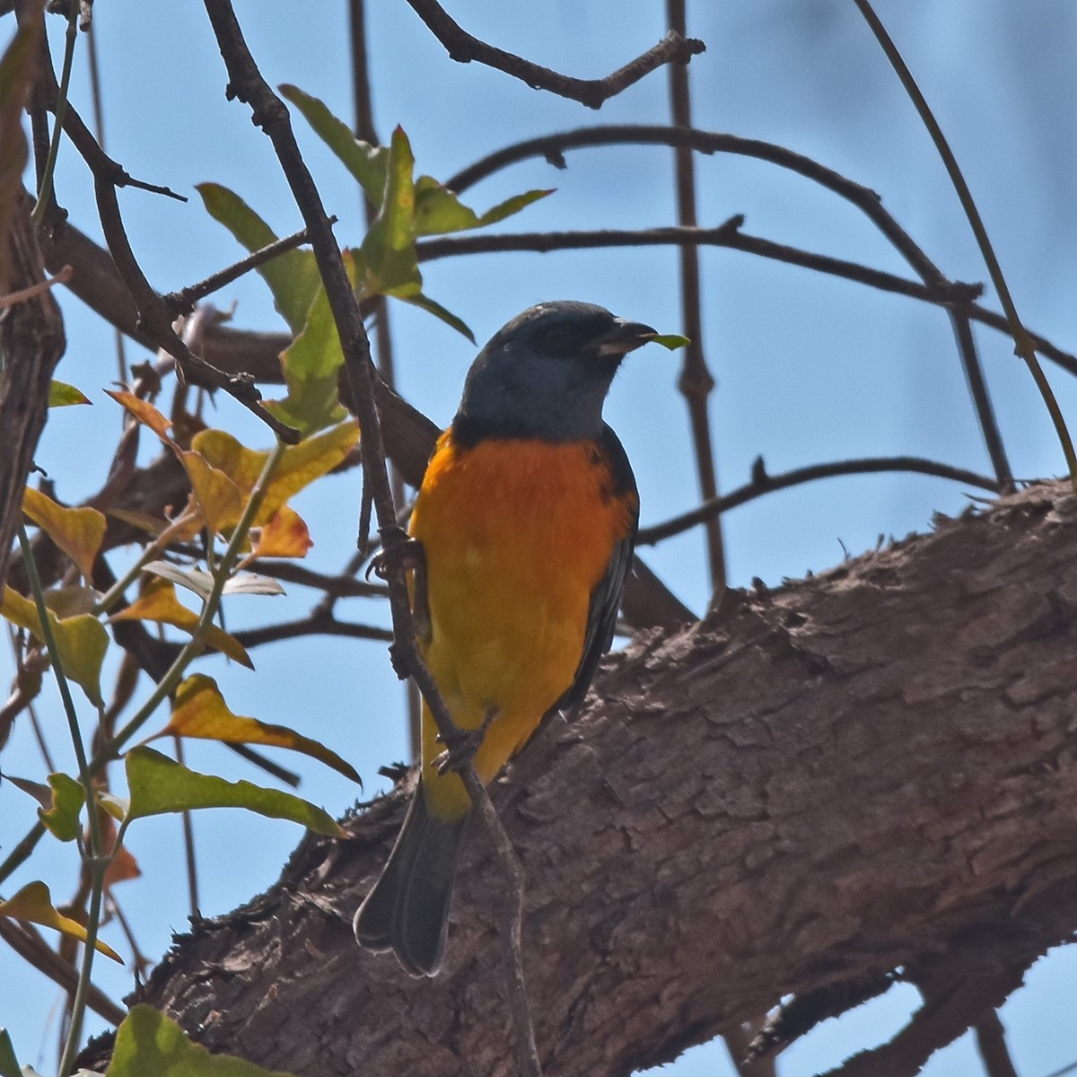 Blue-and-yellow Tanager - Carlos De Biagi