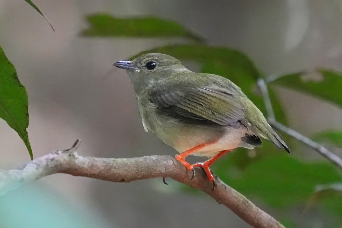 White-bearded Manakin - Alan Lenk