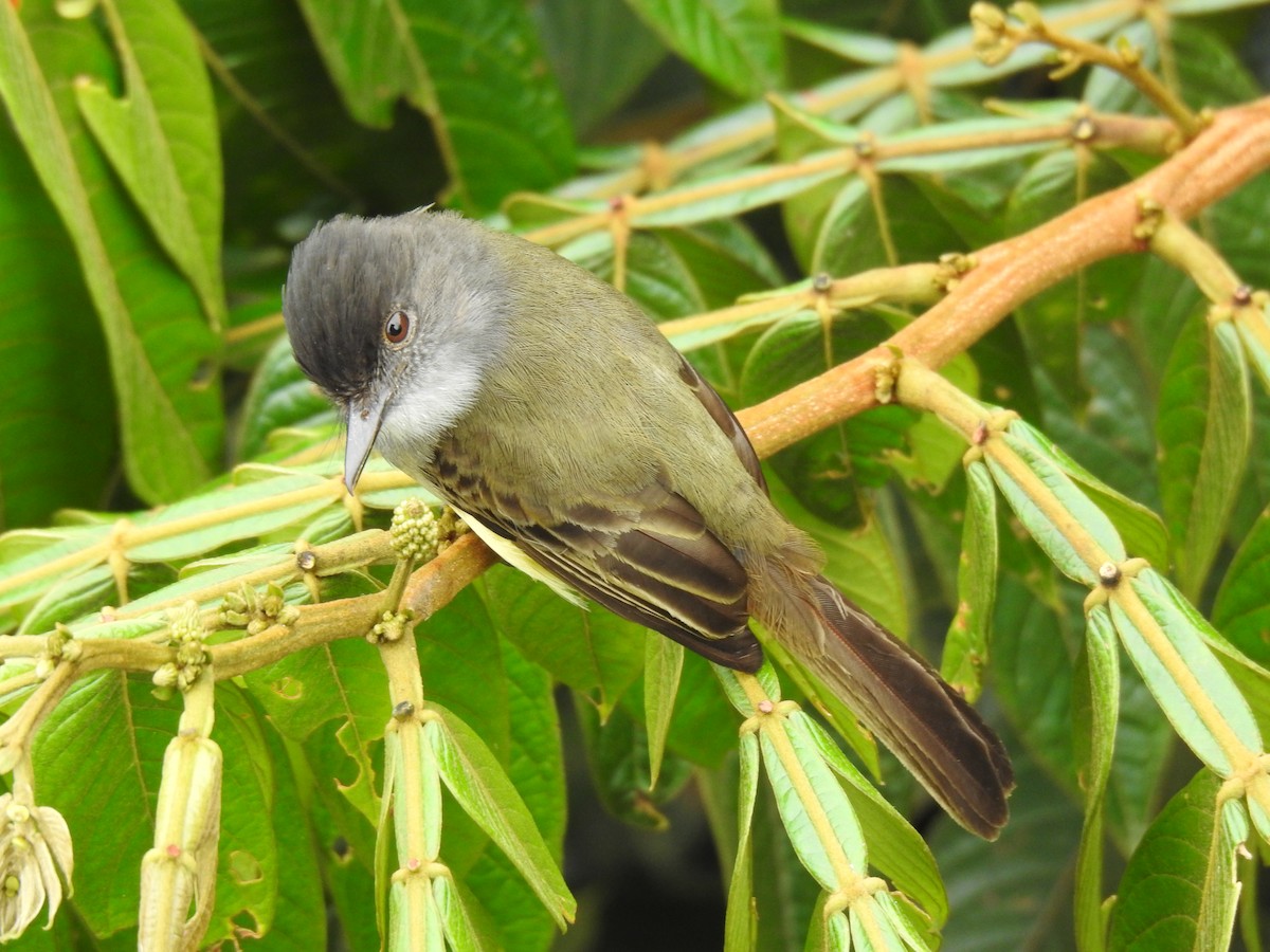 Dusky-capped Flycatcher - Justin Harris